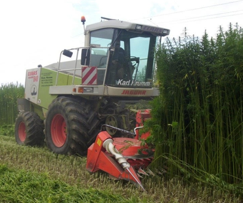 Hanfernte Maschine - Hemp harvesting machine