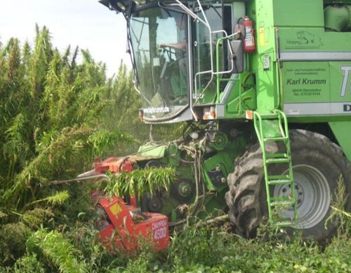 Hanfernte Verarbeitung - Hemp harvest processing