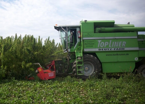 Hanfernte Feld - Hemp harvest field